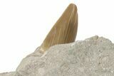 Otodus Shark Tooth Fossil in Rock - Eocene #230911-2